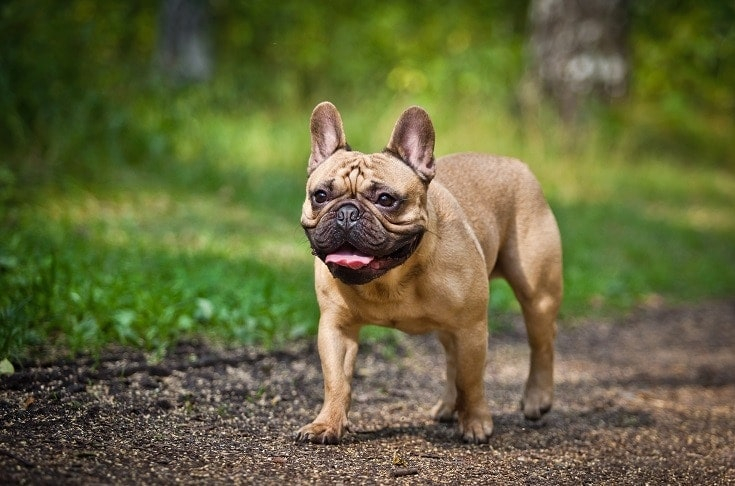 French Bulldog Growth Weight Chart With Growth Stage Pictures Hepper