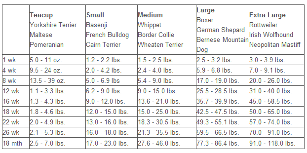French Bulldog Puppy Growth Chart AKC French Bulldog Puppies For Sale 