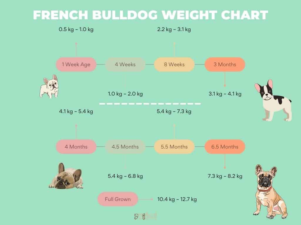 French Bulldog Weight Chart 7 Best Key Questions Answered Dog Fluffy