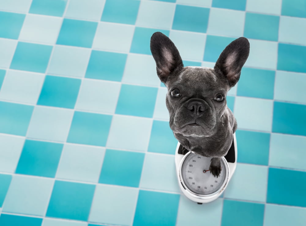 French Bulldog Weight Chart Food Guide Raised Right Human Grade 