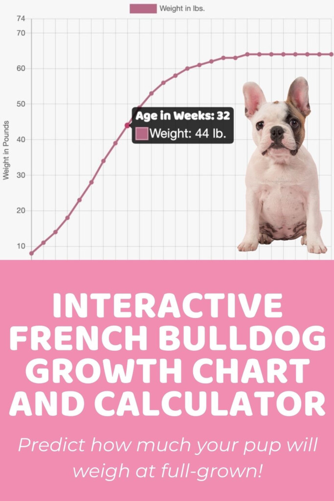 French Bulldog Weight Chart Of The Decade Check It Out Now Bulldogz