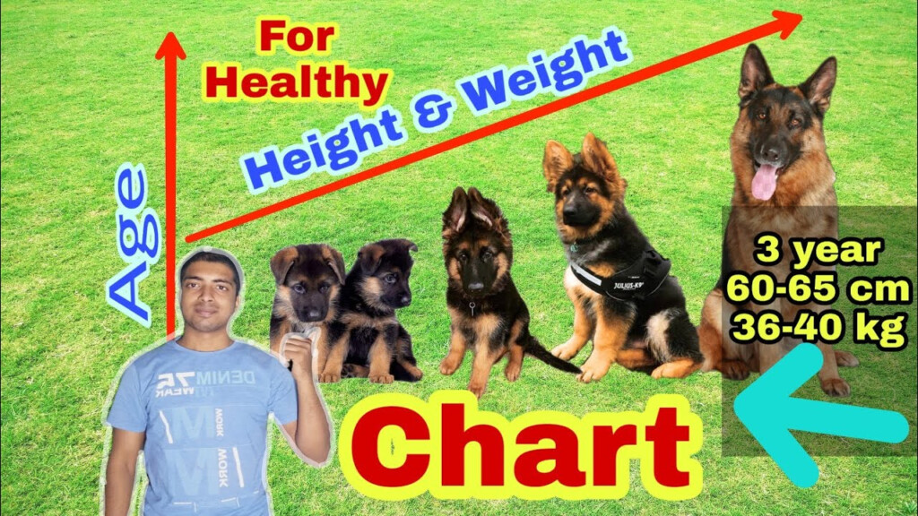 German Shepherd Average Weight Chart