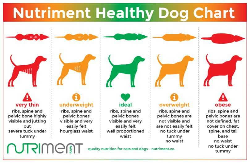 German Shepherd Dog Weight Chart