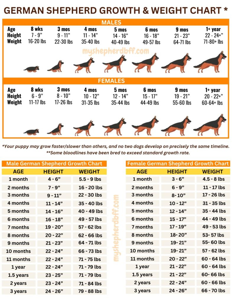 German Shepherd Growth Weight Chart MALE FEMALE HEIGHT WEIGHT