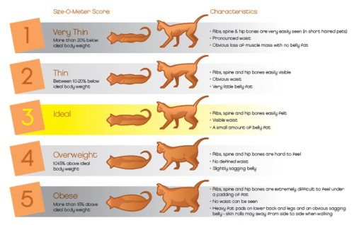Get Cat Weight Chart By Age Lb Pictures See More Ideas About Pets 