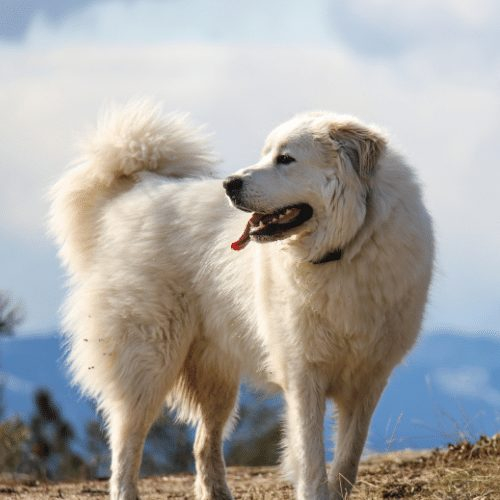 Great Pyrenees Growth Chart Weight Calculator