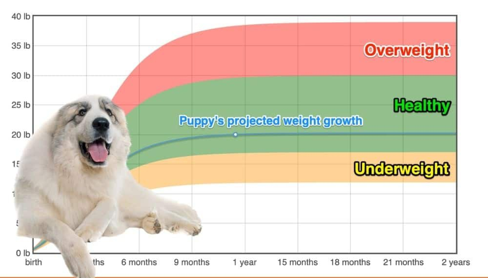Great Pyrenees Weight Growth Chart 2024 How Heavy Will My Great 
