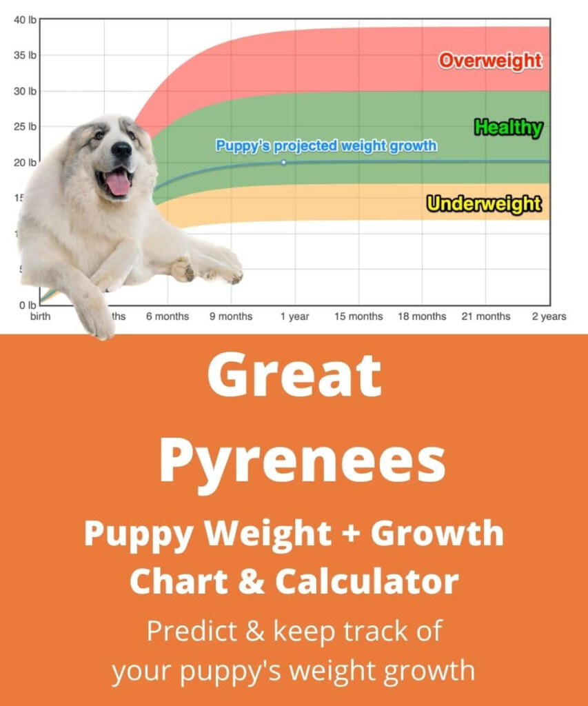 Great Pyrenees Weight Growth Chart 2024 How Heavy Will My Great 