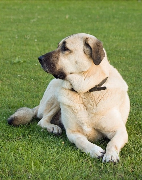 Growth Anatolian Shepherd Dog Puppy Weight Chart Anatolian Shepherd Dog