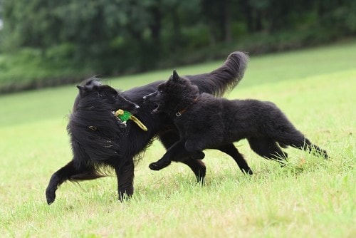 Growth Belgian Shepherd Dog Puppy Weight Chart Belgian Shepherd Dog