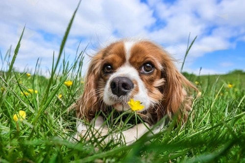 Growth Cavalier King Charles Puppy Weight Chart Cavalier King Charles