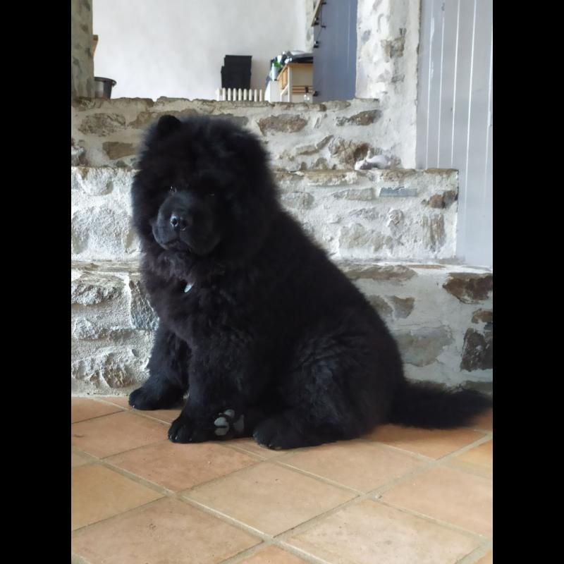 Growth Chow Chow Puppy Weight Chart Chow Chow