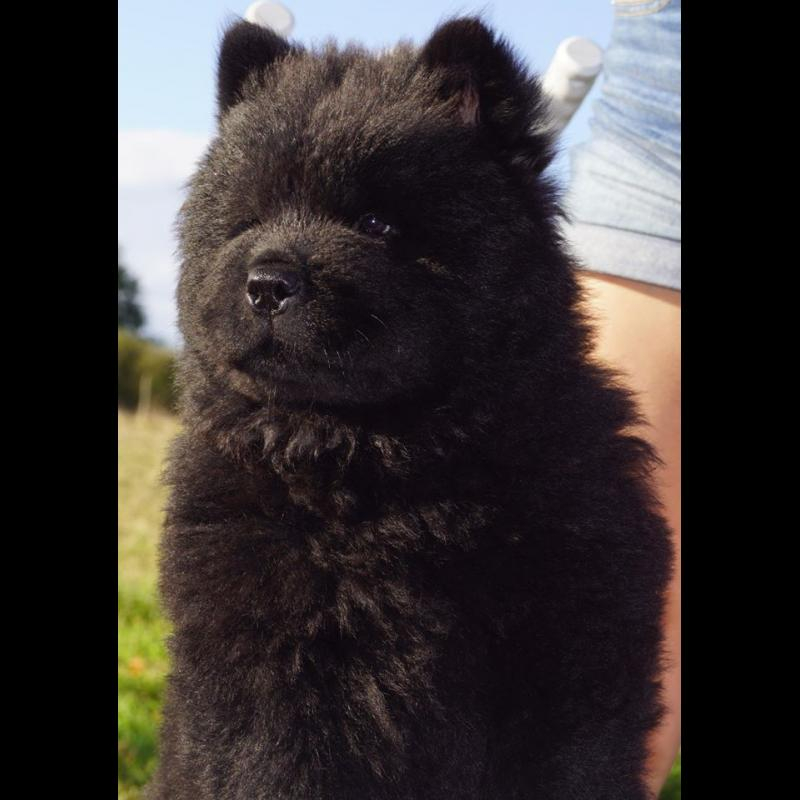 Growth Chow Chow Puppy Weight Chart Chow Chow