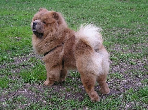 Growth Chow Chow Puppy Weight Chart Chow Chow