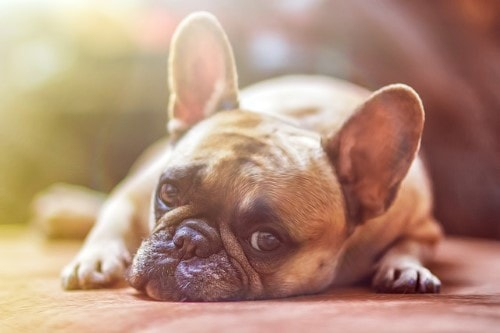Growth French Bulldog Puppy Weight Chart French Bulldog