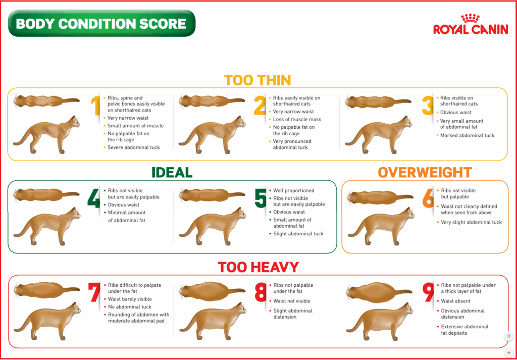 Healthy Weight Protocols Old Reynella Vet