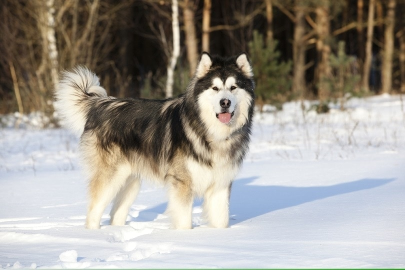 How Big Do Alaskan Malamutes Get Average Weight Growth Chart Hepper