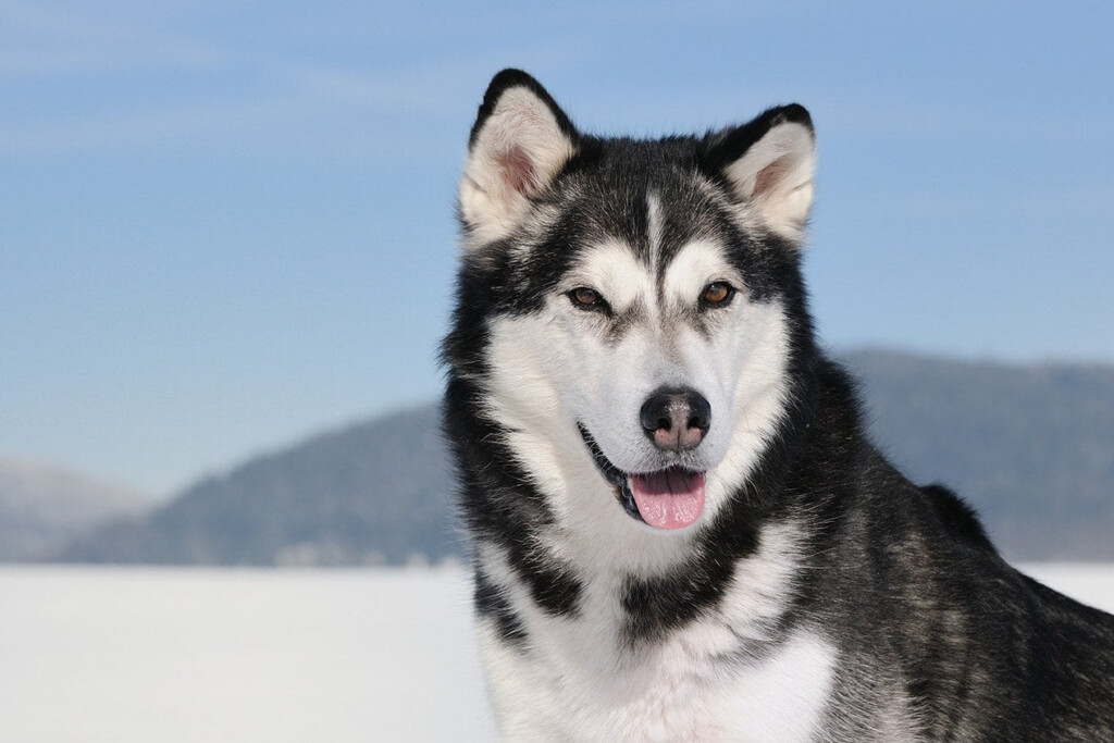 How Big Do Alaskan Malamutes Get Average Weight Growth Chart Hepper