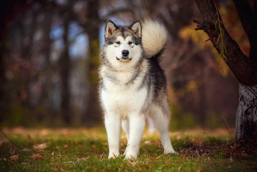 How Big Do Alaskan Malamutes Get Average Weight Growth Chart Hepper