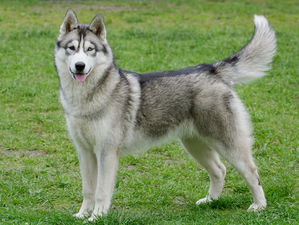 How Big Do Siberian Huskies Get Vet Verified Average Size Growth 