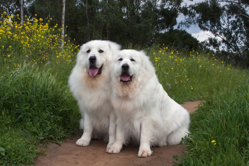 How Big Does A Great Pyrenees Get With Growth Weight Chart Hepper