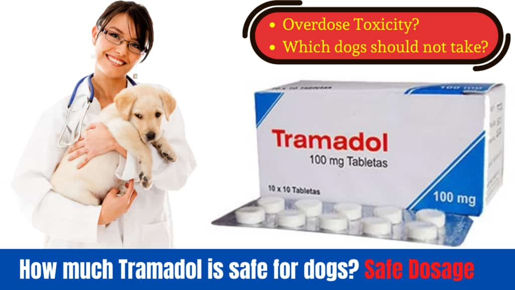 How Much Tramadol For Dogs Dosage Chart By Weight