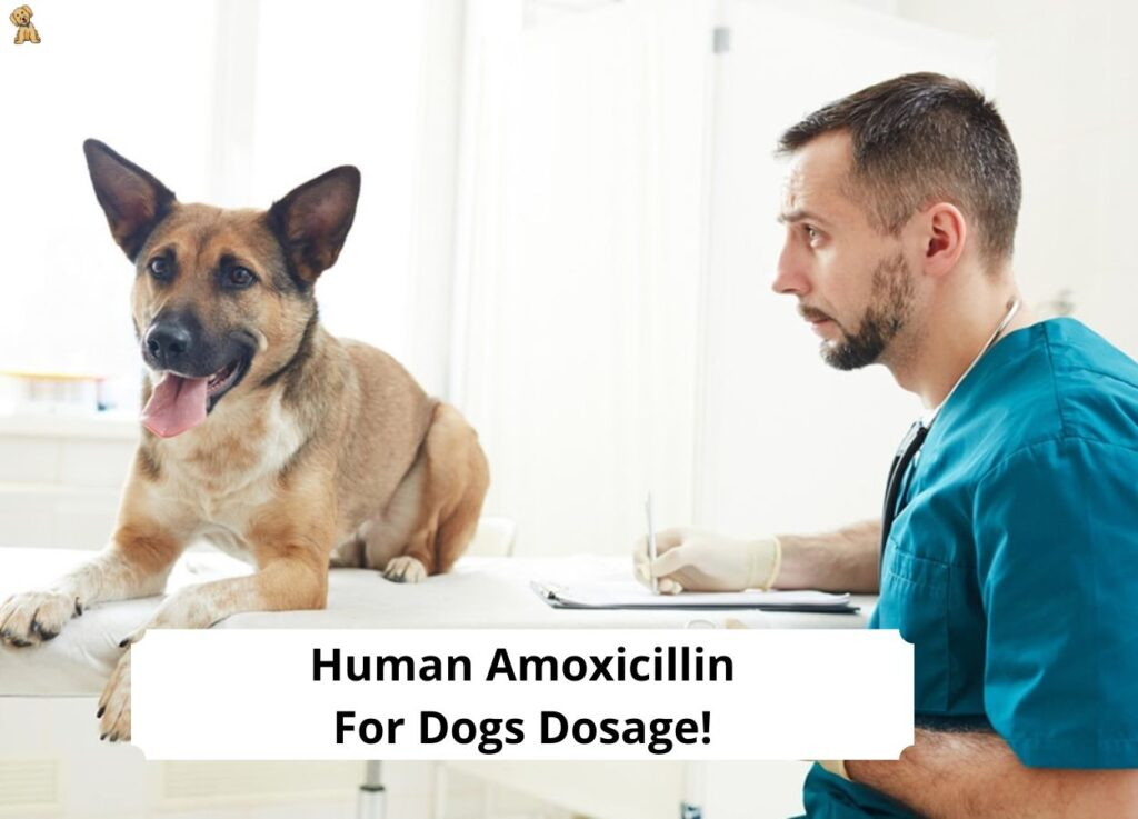 Human Amoxicillin For Dogs Dosage What You Need To Know 