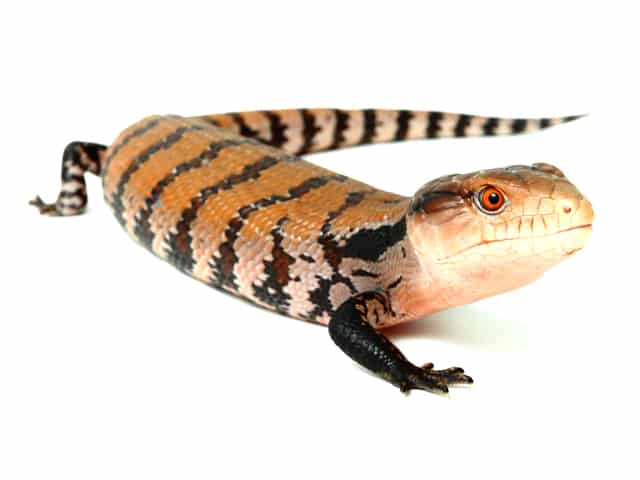 Indonesian Blue Tongue Skink Tiliqua Gigas ReptileTalk NET