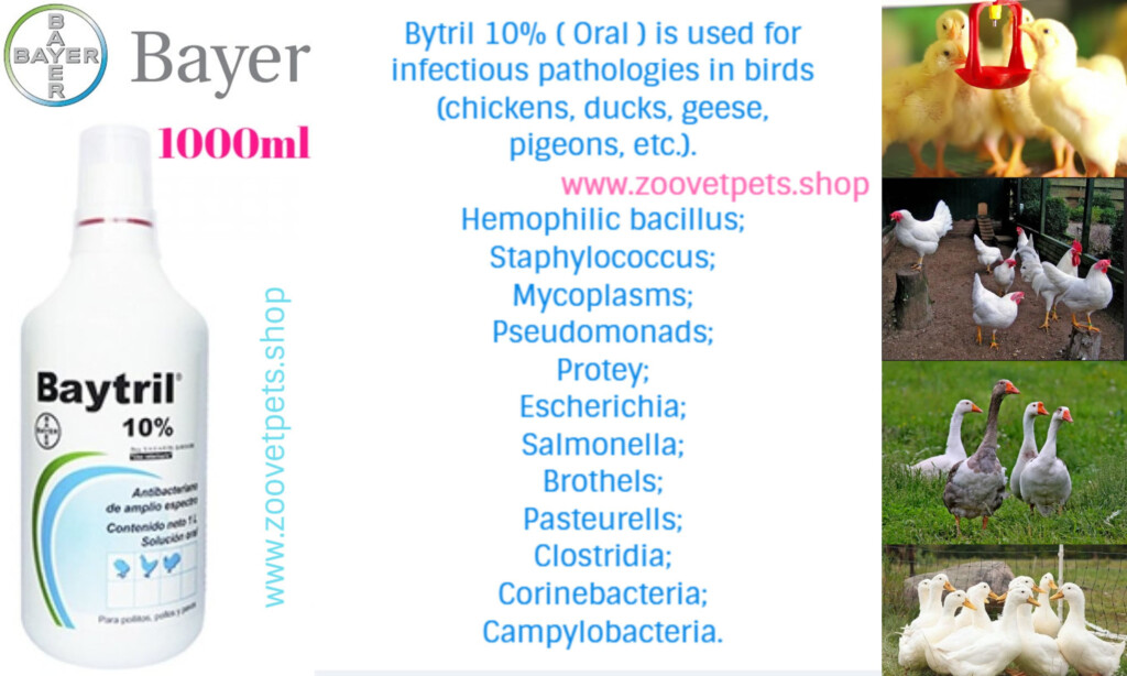 Injectable Baytril Dosage Chart