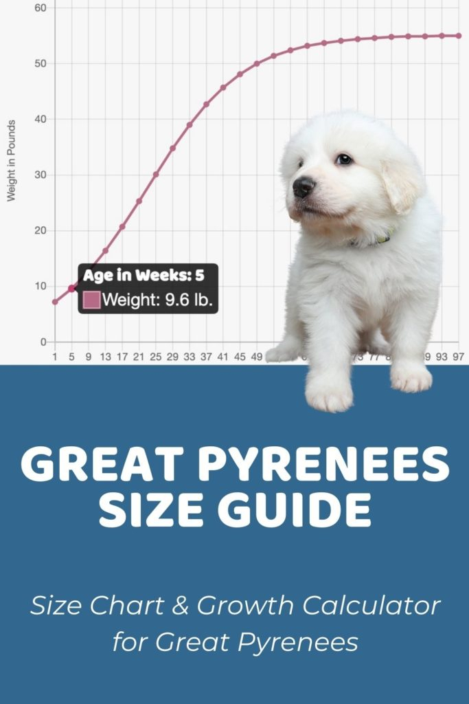 Interactive Great Pyrenees Growth Chart And Calculator Puppy Weight 