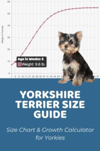 Interactive Yorkshire Terrier Growth Chart And Calculator Puppy 