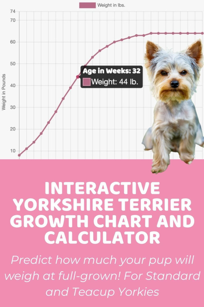 Interactive Yorkshire Terrier Growth Chart And Calculator Puppy 