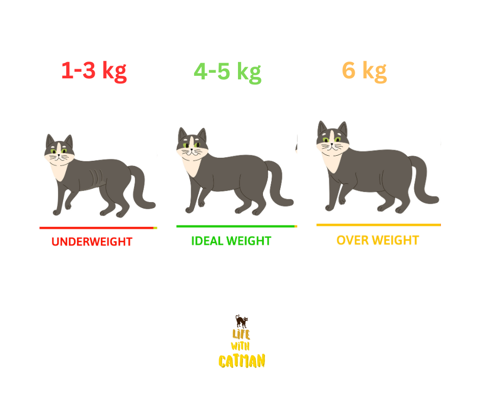 Is Your Cat s Weight Healthy Decoding The Cat Weight Chart Catman