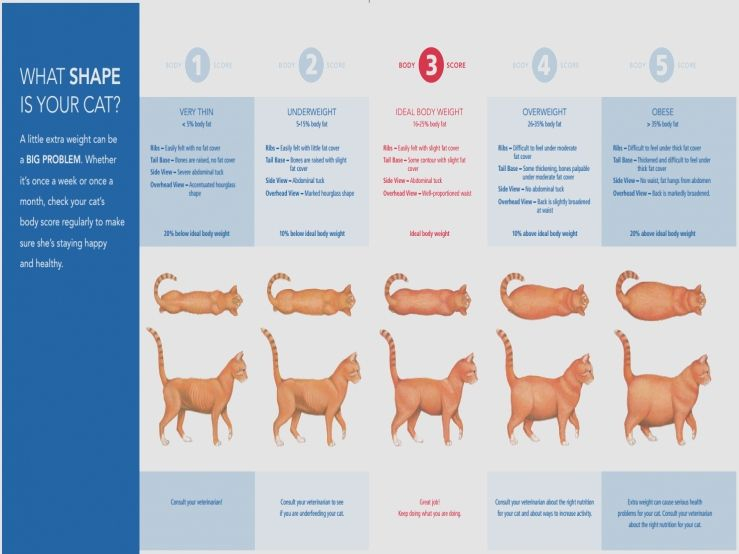 Kitten Age Weight Chart