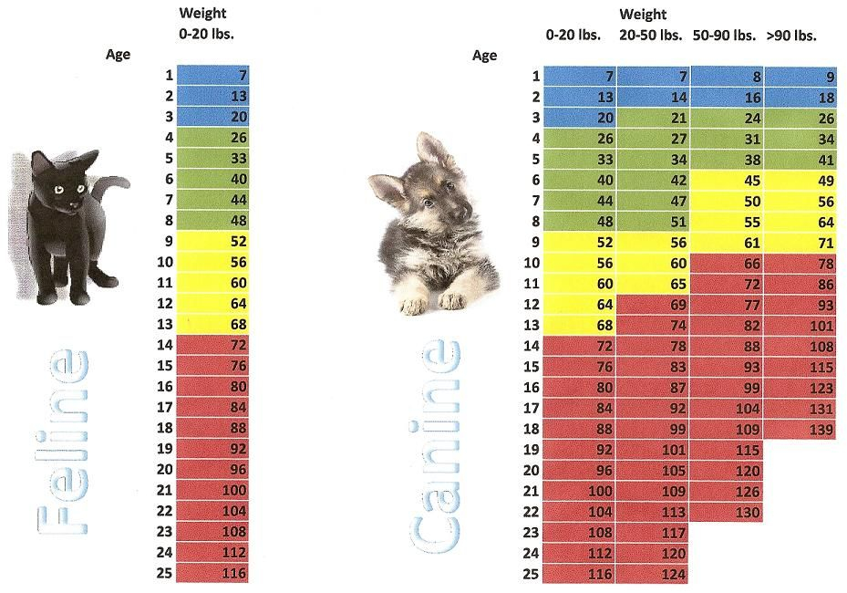 Kitten Age Weight Chart