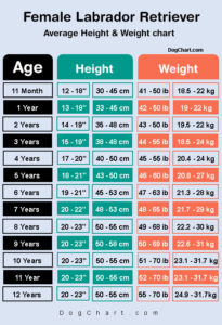 Lab Height Weight Chart In Kg Ib Cm Inches