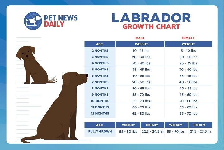 Labrador Growth Chart Size And Weight Guide