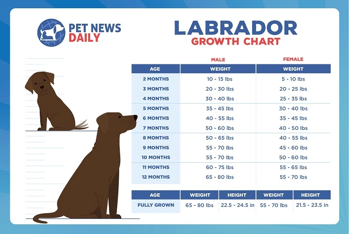 Labrador Growth Chart Size Weight Calculations Pet News Daily 