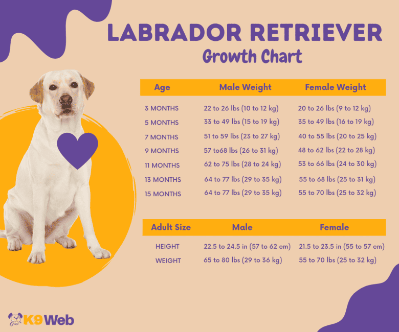 Labrador Puppy Weight Chart Kg