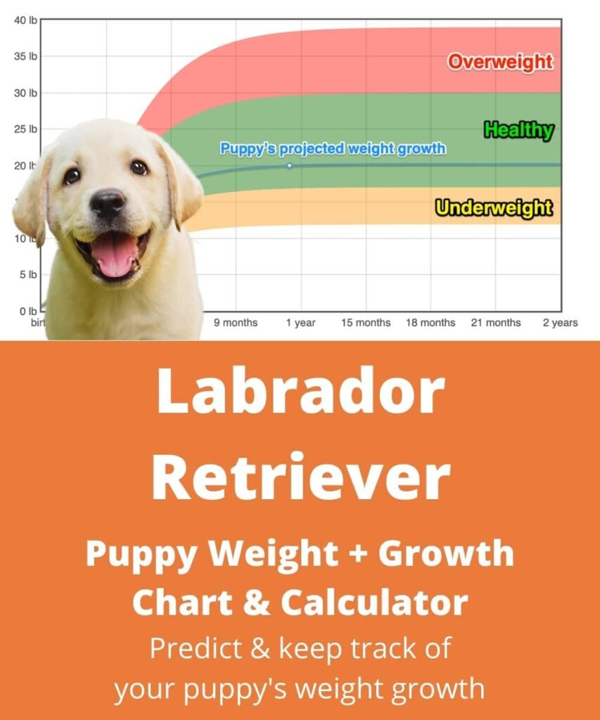Labrador Retriever Weight Growth Chart 2022 How Heavy Will My 