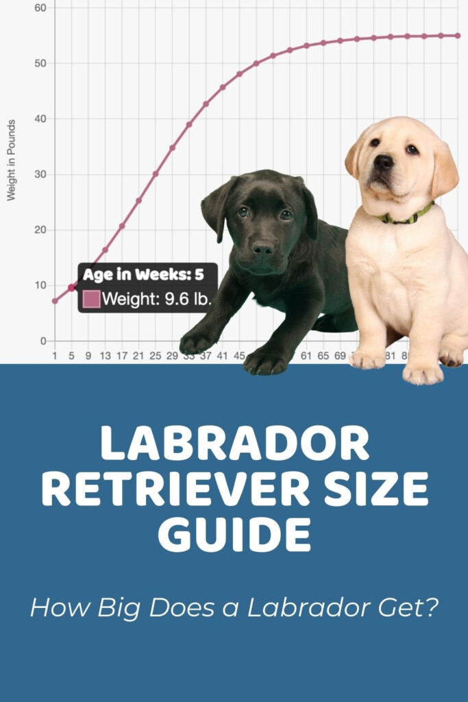 Labrador Retrievers Archives Puppy Weight Calculator