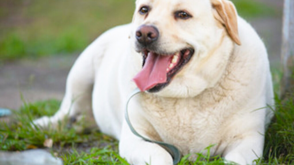 Labrador Weight Chart By Age In Kg Store Online Www rosmaninhoazevedo