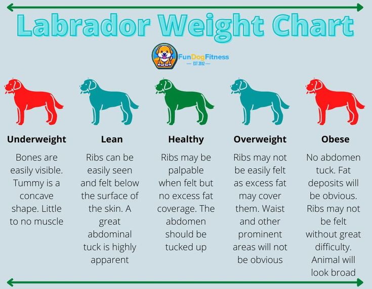 Labrador Weight Chart Labrador Weight Weight Charts Underweight Dog 