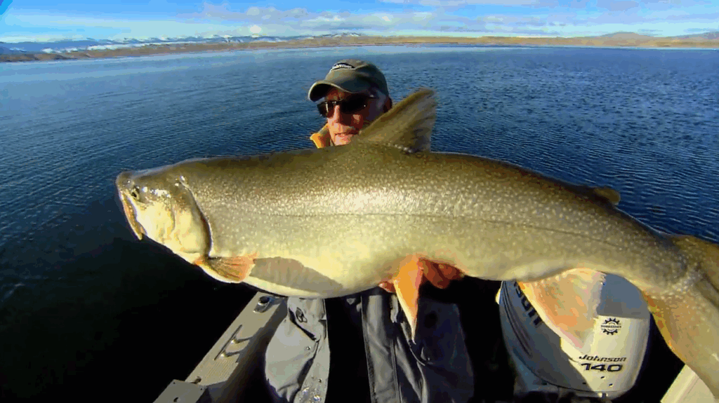 Lake Trout Length To Weight Conversion Chart In Fisherman