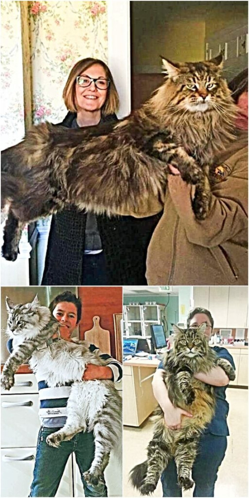Maine Coon Cat Weight Chart Minimalist Chart Design