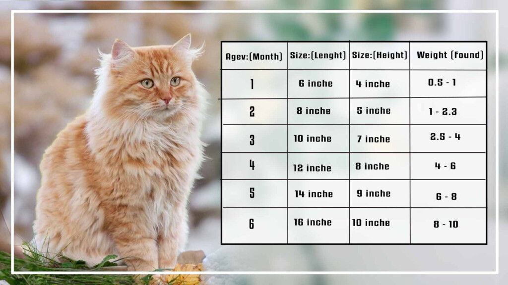 Maine Coon Cat Weight Chart Vrogue co