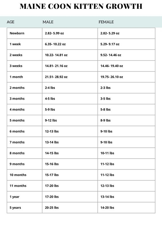 Maine Coon Kitten Growth Chart WILDCAT CREEK CATTERY LLC