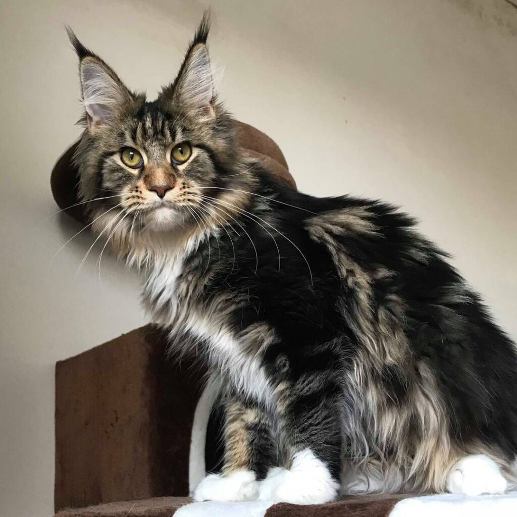 Maine Coon Kitten Weight Chart