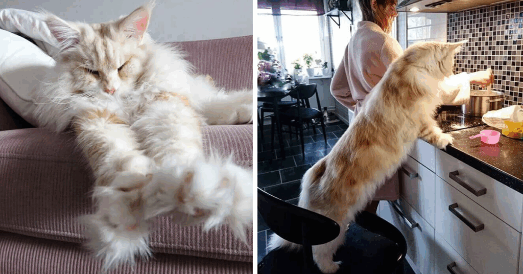 Maine Coon Kitten Weight Chart Care About Cats