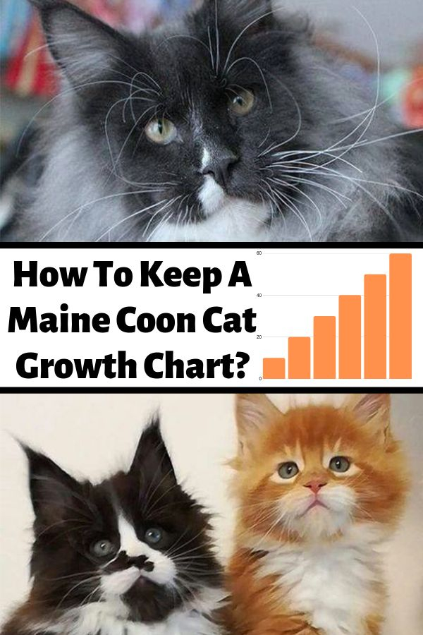 Maine Coon Weight Chart Full Mainecoon Kittens Ny